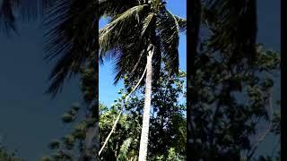 VID-20161220-WA0002.mp4