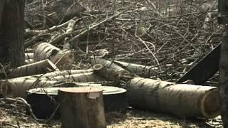 Деревья-убийцы обезвредят за пятилетку