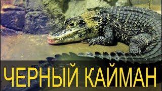 Melanosuchus niger \ Знакомимся с черным кайманом!