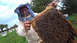Рациональный приём для подготовки сильных семей к зимовке