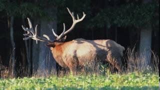 Bull Elk Bugle