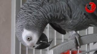 Gregory theTalking Parrot - "Why was Greg changed into a parrot?"