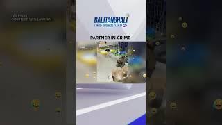 Magkapatid na tuta, tandem sa pagtakas! #shorts l Balitanghali