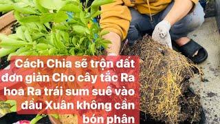 Chia sẽ cách pha đất trồng cây tắc trong chậu đầu mùa Xuân  ra bông trái sum suê..