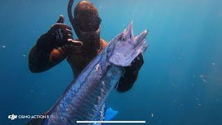 Tsoor Hartov Spearfishing Israel 22.10.2024 - 2 Spanish mackerel