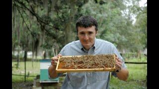 Dr. Jamie Ellis- The Most Important Aspects of Bee Management