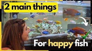 How to keep fish happy - Have African Cichlids thrive in your tank/aquarium