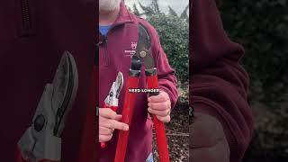 How to Prune Roses