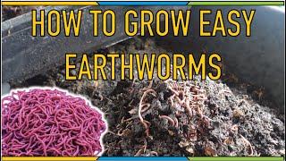 How to easily grow Earth Worms! How to maintain, grow and use worms in your backyard!