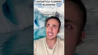 Antartica Flowers Blooming