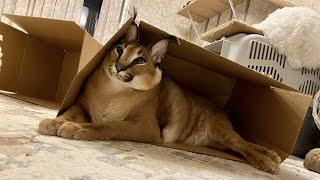 Big Floppa is Recycling Cardboard Boxes : Caracal