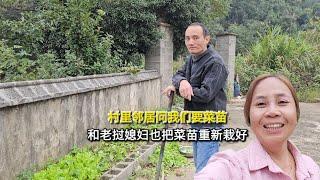 怎么回事村里邻居问我们要菜苗，和老挝媳妇及时把自己菜苗重新栽好