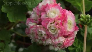 Vackraste pelargonerna - geranium - har du sett dessa topp 20