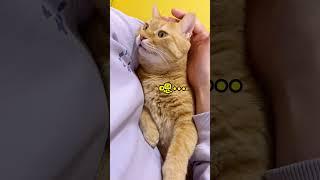 【猫咪叫不苦】小猫咪的面孔！！！#橘猫 #萌宠