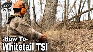 How To Manage Timber For Wildlife TSI