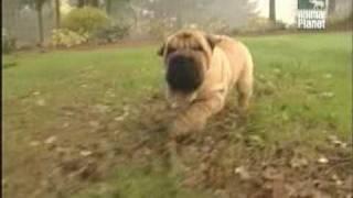 Shar Pei - History of breed (Part 1of3)