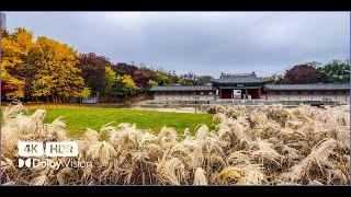 [4K HDR] 조선 5대 궁궐 경희궁의 가을 아침 | 걷기 ‍️ Walking Tour | 산책사진가