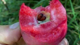 Viking, Redlove Era red flesh, Burgundy Apples Taste Test
