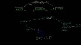 IB Sports, exercise and health science 2024: Homeostasis