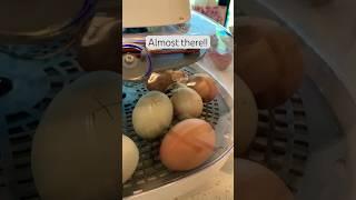 Chick being born in our incubator. #viral #homestead #chickens #chicken #born #shorts  #incubator