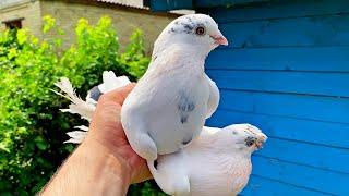А говорят Узбекские голуби не летают и не Играют!