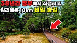 Korea's Secret Forest Trail Without a Single Stair