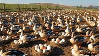 It's Amazing How Farmers Raise Millions of Ducks for Eggs and Meat | Farmer's Life Portrait