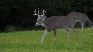 Ani-Logics CRUSH Seeds of Science Clover Plus Alfalfa Deer Food Plot Mix