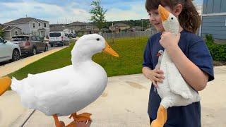 I took my duck to a Fan’s House 