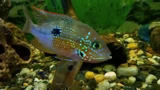 Cichlasoma Ellioti and some other staff