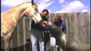 Parelli Instructor David and his Horse play with Sea Lions!