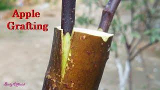 Apple Tree Grafting - How To Graft Fruit Tree