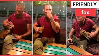 Adorable moment friendly fox cozies up to man in pub | SWNS TV