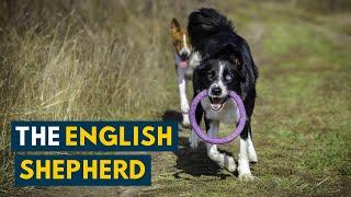 English Shepherd: Everything to Know About This Rare American Shepherd!