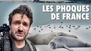 Les phoques de France, Berck￼