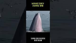 브라이드 고래가 사냥 하는 방법 #shorts #쇼츠