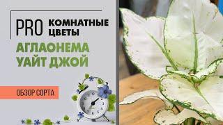 Аглаонема Уайт Джой. Яркое комнатное растение. Обзор сорта.