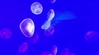 JELLYFISH | SeaWorld Orlando | America | USA #mallu