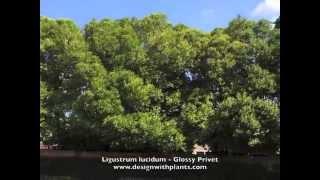 Ligustrum lucidum - Glossy Privet