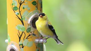 American Goldfinch Song: The Most Beautiful Bird Song in the World