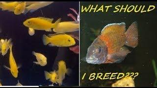 HOW TO BREED AFRICAN CICHLIDS PART 2 "SELECTING THE FISH"