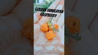 Golden Himalayan Raspberries  #review #jungle #berries #nature #raspberry #viral #shorts