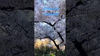 Springtime 2023 in Bucharest, Romania | Cișmigiu Gardens