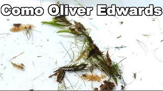 Como Oliver Edwards