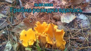 15.07.2024 Три кілограми грибів у спеку #гриби #boletus #porcini #mushroom #grzyby #грибы #fungi