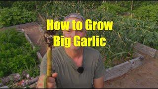 How to Grow Big Garlic