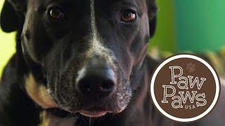 Paw  Paws USA Makers Video