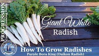 How to Grow Radishes l Complete Growing Guide