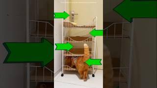 Which Cat Are Most Intelligent