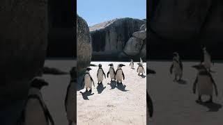 Penguin| walking penguin| penguin bird| gentle penguin#relaxing #lifestyle